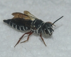 Coelioxys modestus