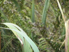 Leptospermum scoparium
