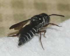 Coelioxys modestus
