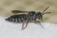 Coelioxys modestus