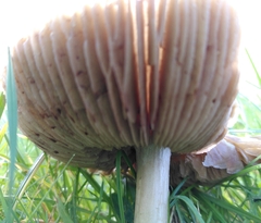 Volvopluteus gloiocephalus