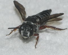 Coelioxys modestus