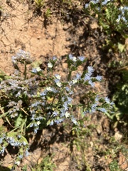 Limonium sinuatum
