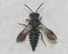 Coelioxys modestus