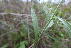 Centaurea emporitana