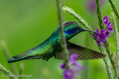 Colibri thalassinus