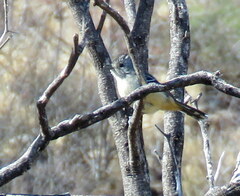 Thamnophilus caerulescens