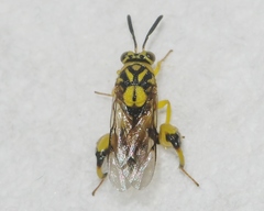 Conura amoena
