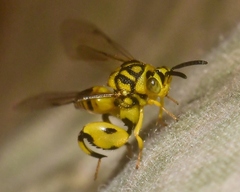 Conura amoena