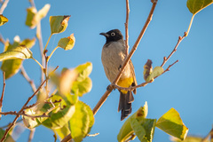 Pycnonotus xanthopygos