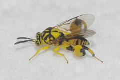 Conura amoena