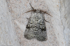 Charadra dispulsa