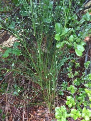 Cytisus scoparius