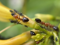 Crematogaster laeviuscula