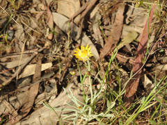 Leucochrysum albicans albicans