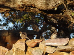 Campylorhynchus gularis