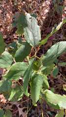 Rhamnaceae