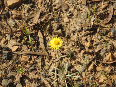 Leucochrysum albicans albicans
