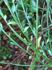 Cytisus scoparius