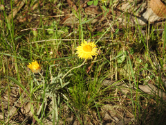 Leucochrysum albicans albicans