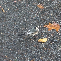 Motacilla alba yarrellii