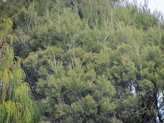 Dacrycarpus dacrydioides