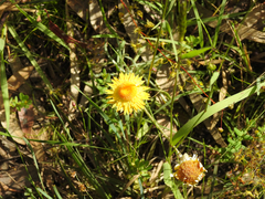 Leucochrysum albicans albicans