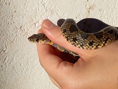 Hemorrhois hippocrepis