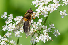 Leucozona glaucia