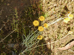 Leucochrysum albicans albicans