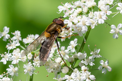 Leucozona glaucia
