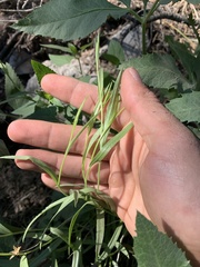 Cuniculotinus gramineus