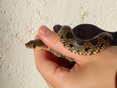 Hemorrhois hippocrepis