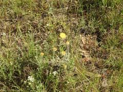 Leucochrysum albicans albicans