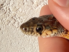 Hemorrhois hippocrepis