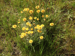 Leucochrysum albicans albicans