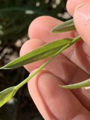 Cuniculotinus gramineus