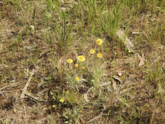 Leucochrysum albicans albicans