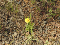 Leucochrysum albicans albicans
