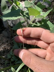 Cuniculotinus gramineus