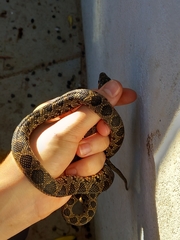 Hemorrhois hippocrepis