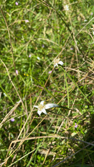 Rhynchospora colorata