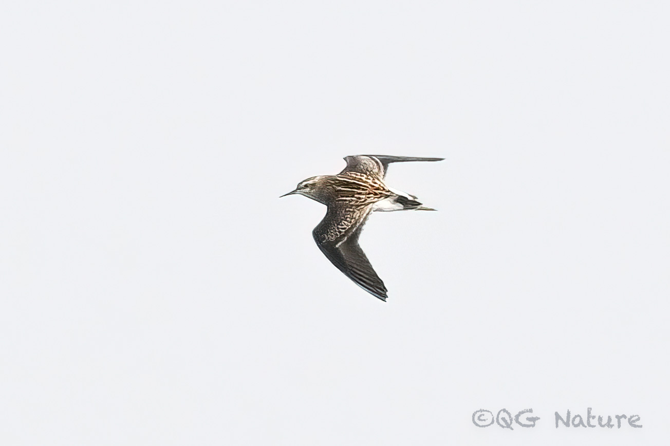 Long-toed Stint