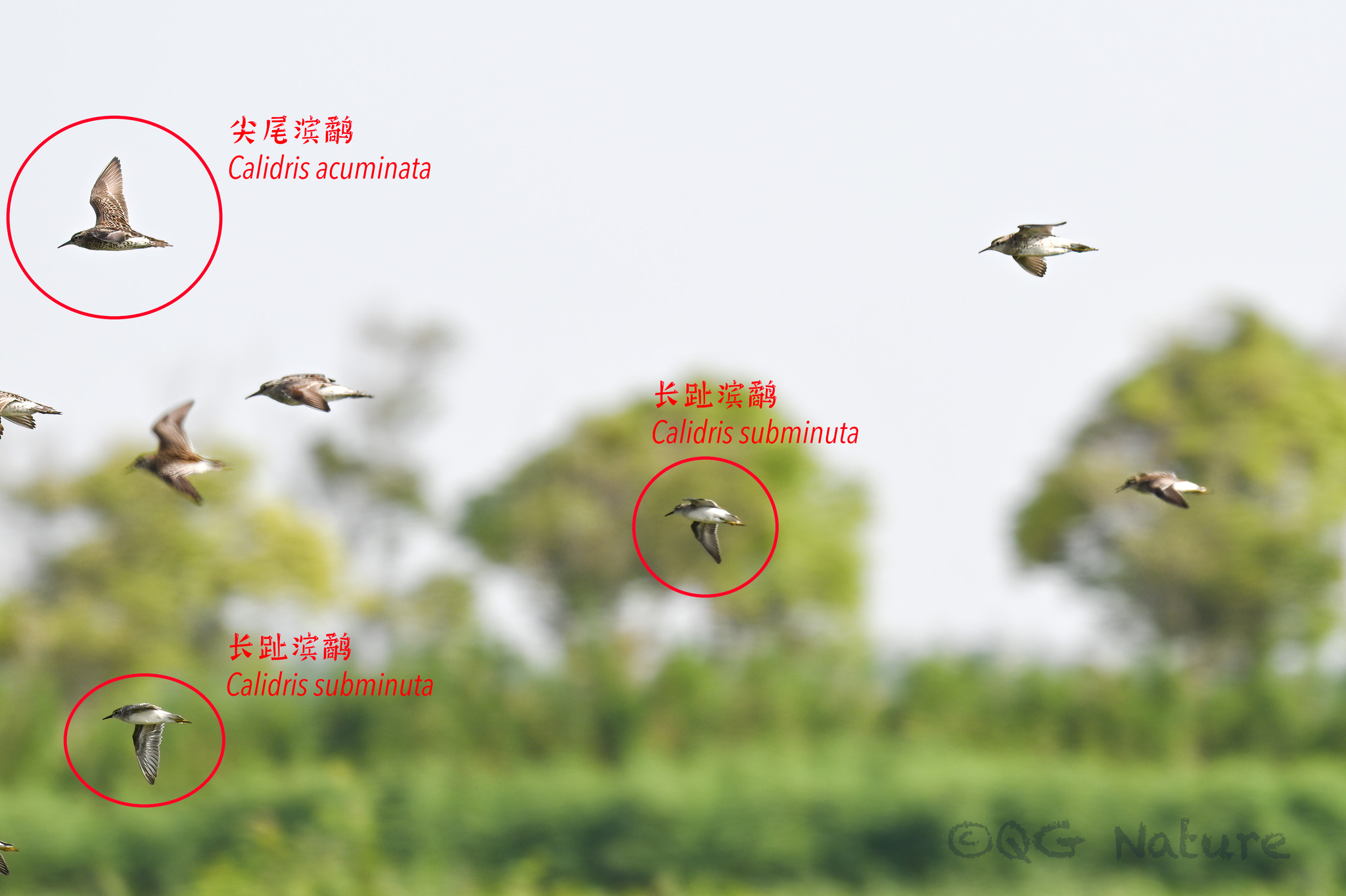 Sharp-tailed Sandpiper