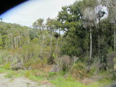 Dacrycarpus dacrydioides