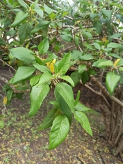 Withania aristata