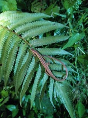 Takydromus sexlineatus