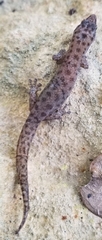 Sphaerodactylus corticola