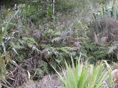 Blechnum novae-zelandiae