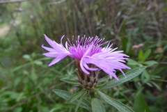 Centaurea emporitana